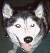 Sabaka